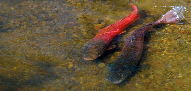 The Secrets of Japanese Giants