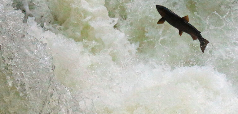 How will salmon survive a flooded future?
