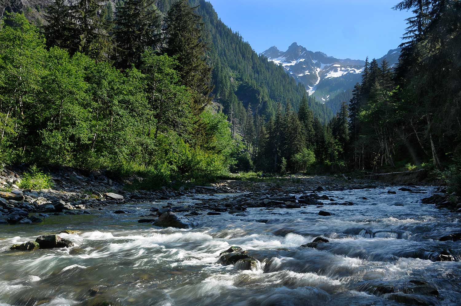 Quinault Washington Salmon