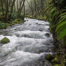 Idiot Creek, a tributary of the Wilson River, Oregon