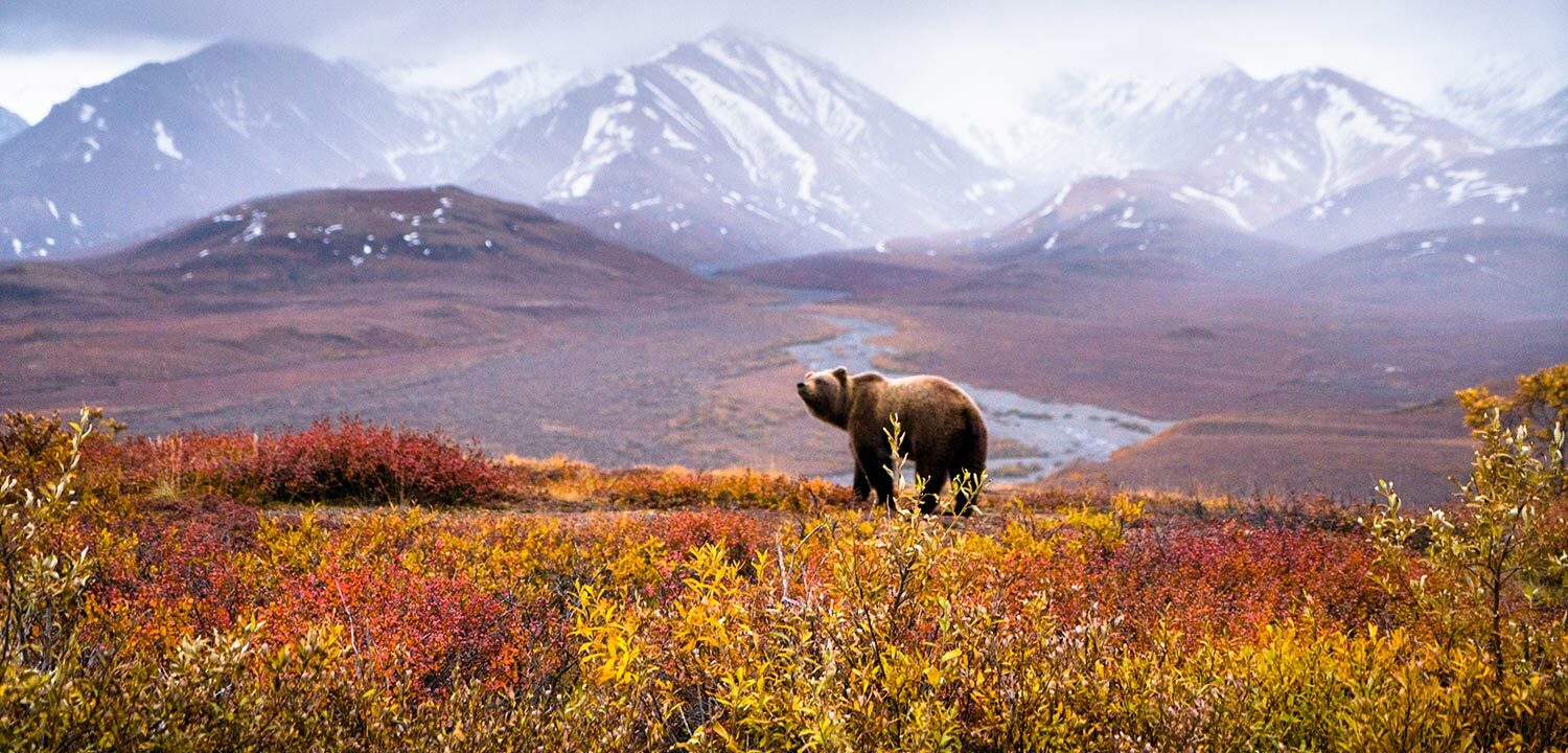 Chris Burkard, Denali National Park Grizzly, Alaska