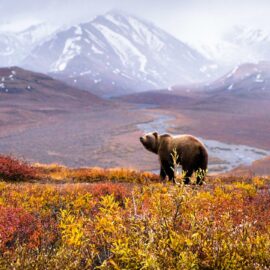 Chris Burkard, Denali National Park Grizzly, Alaska