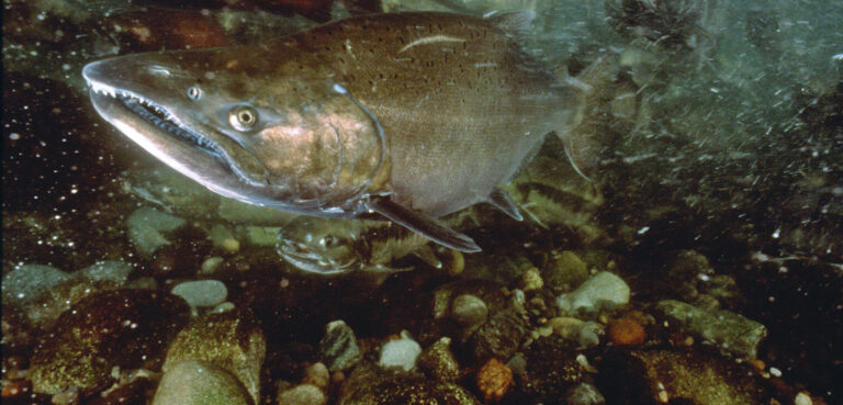 Columbia: Focus on Wild Fish Goals