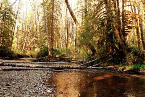 Elk Creek, Calawah River, Olympic Peninsula, Washington
