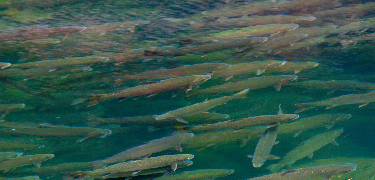 Steelhead in Oregon's Steamboat Creek