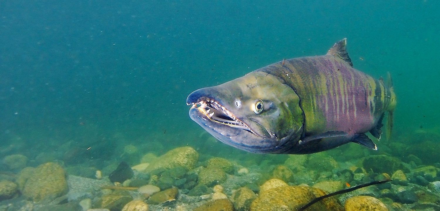 Chum Salmon - Wild Salmon Center