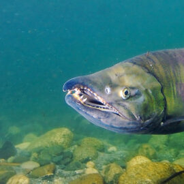 Chum salmon underwater