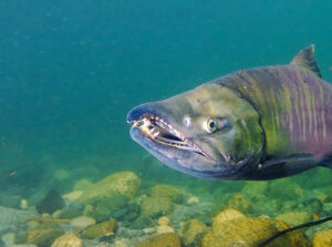 Pacific Salmon - Wild Salmon Center