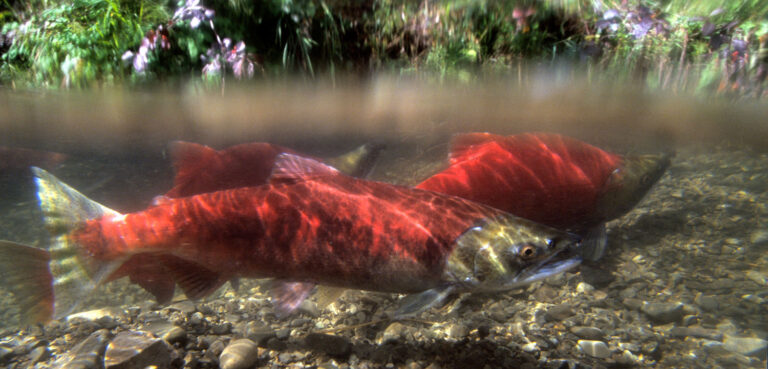 Event: Cheers to Migratory Fish