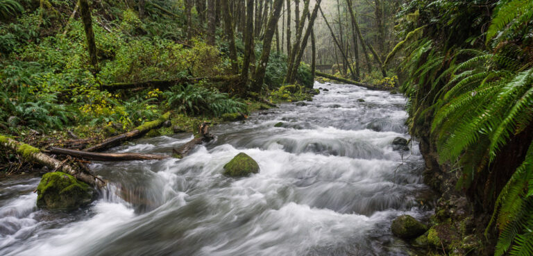 Inside the Oregon Capitol: Forest Legislation Wrap Up
