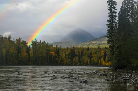 Skeena steelhead are having a good year. What does that mean? - Wild ...