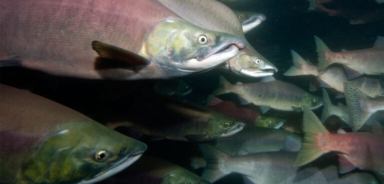 Kamchatka Fisheries Near Certification