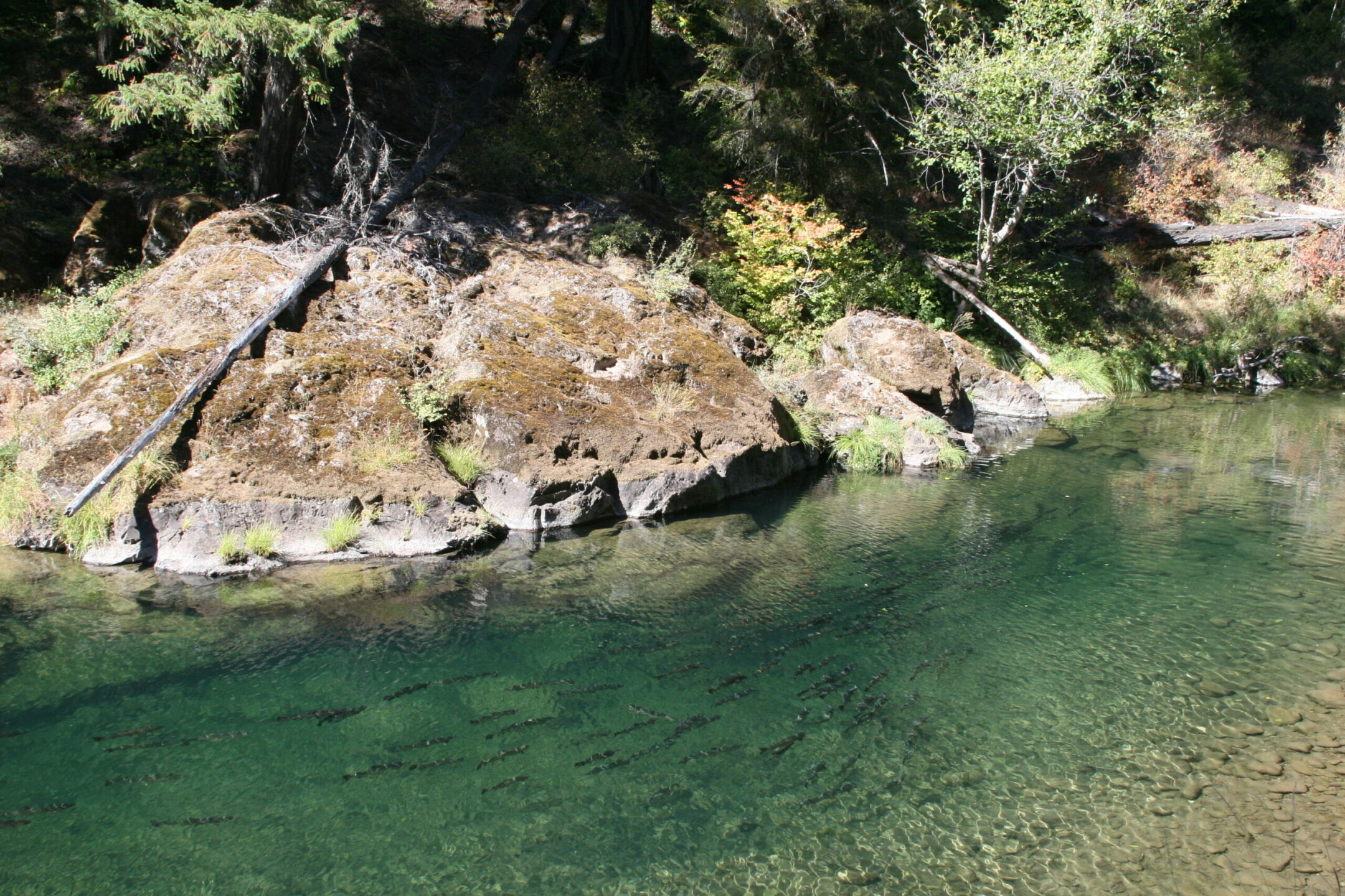 Fish in an aqua stream backed by rock.