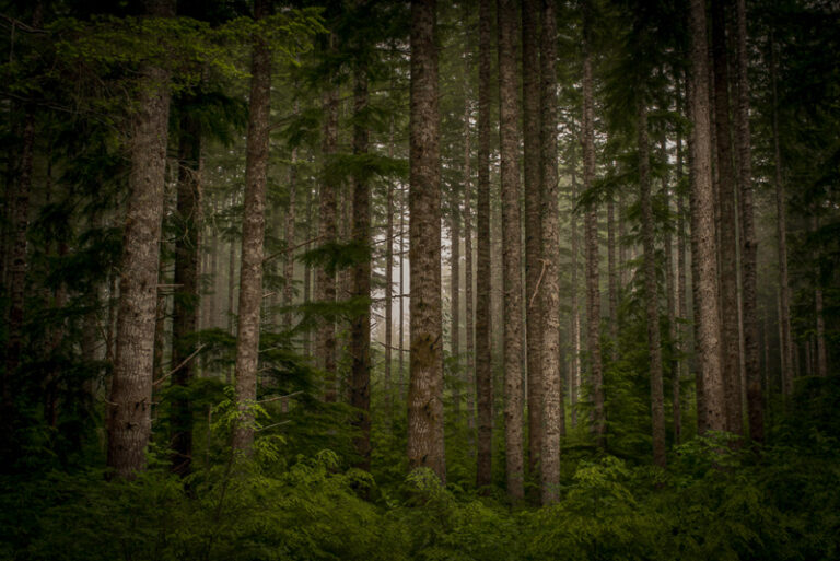 #FailingForestry in Oregon