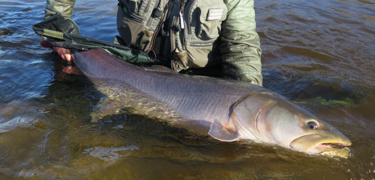 The Tugur Chum Eaters