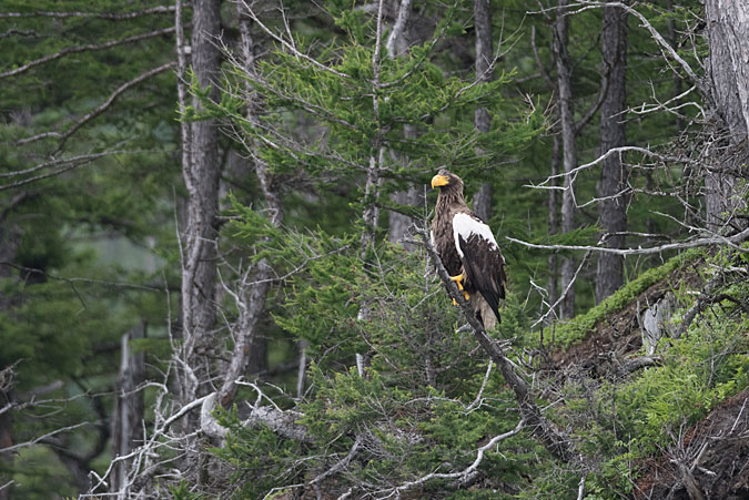 Shantar Islands Stellar's Sea Eagle