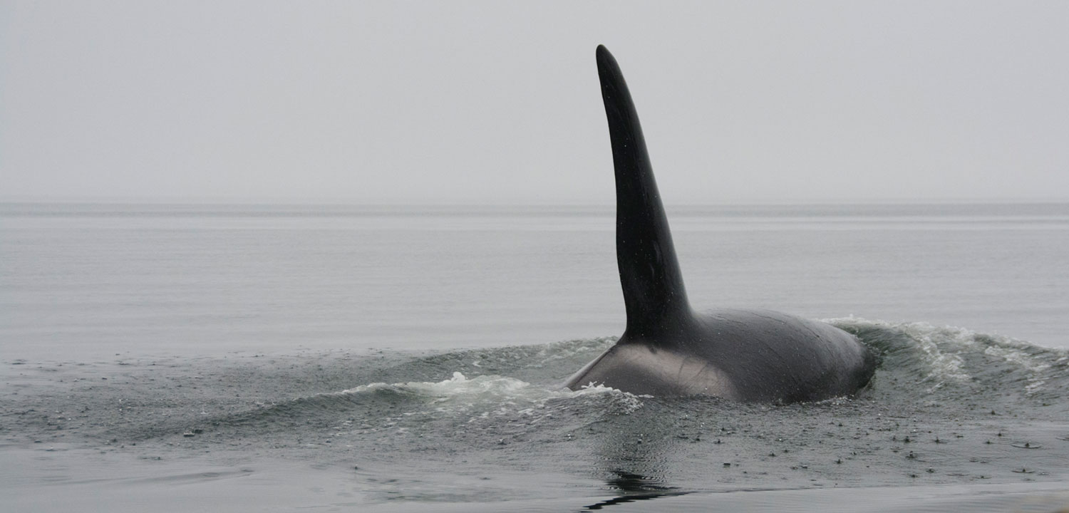 Shantar Islands whales