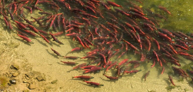 Bristol Bay More Valuable Than Ever