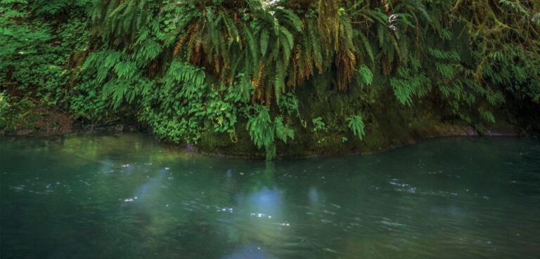 Protecting Watersheds on O&C Lands