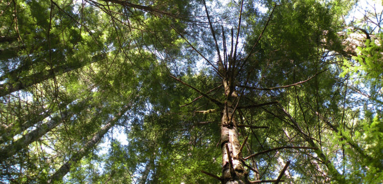 Speak Up for Oregon Streams Now