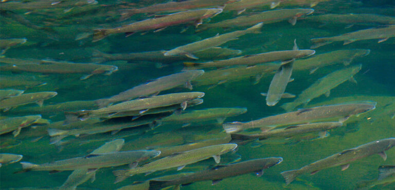 Moore Steelhead Sanctuary Bill Moves