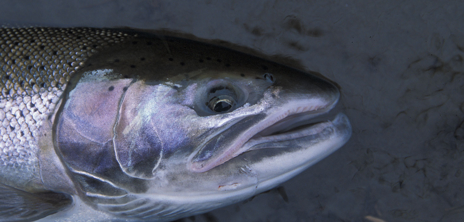 Updated: Are Olympic Peninsula Steelhead Healthy? - Wild Salmon Center