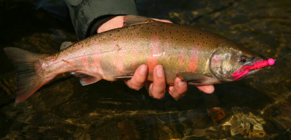 Masu - Wild Salmon Center