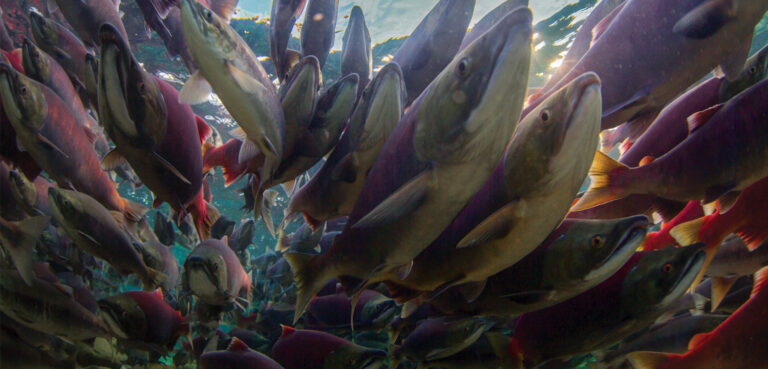 What EPA’s 2023 Pebble Decision Really Means