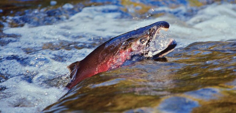 In Three Oregon Watersheds, Restoration Drives Coho Recovery