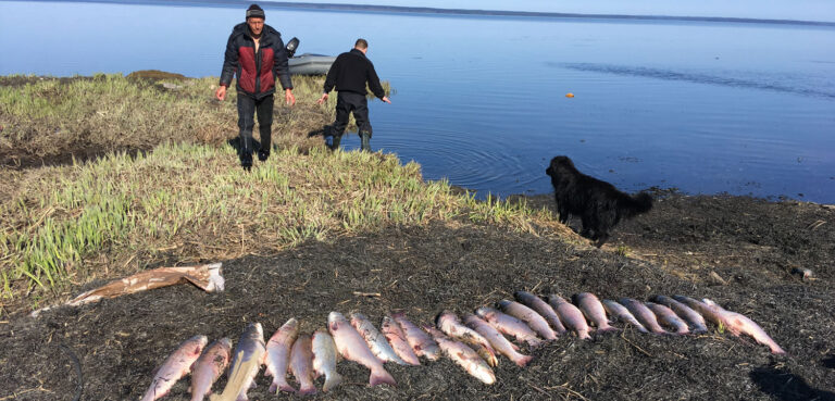 Sakhalin Raid Busts Taimen Poachers