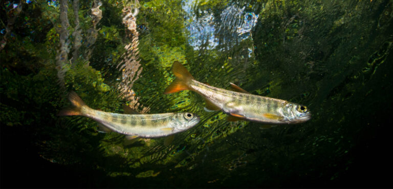 Fish & Forests Soiree