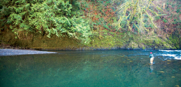 Protect Oregon’s Coastal Forests