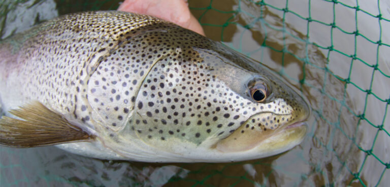 Koppi: Beyond the Designation