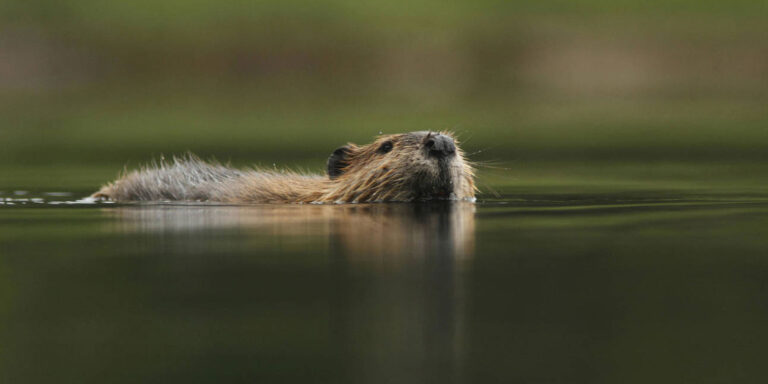 Native beavers join Oregon wild coho recovery work