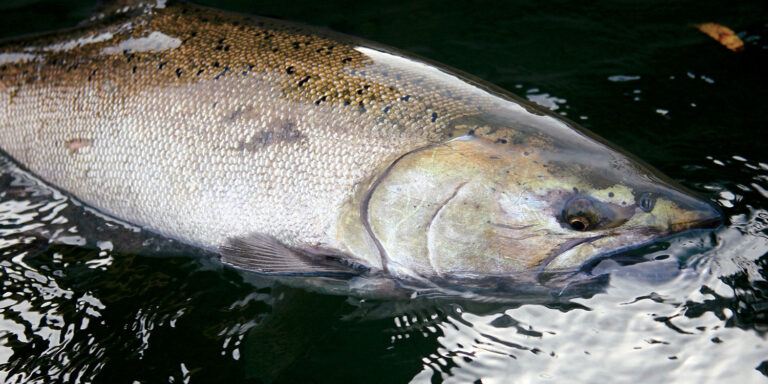 Rewriting the Story of Spring Chinook