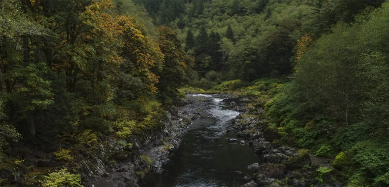 Nehalem: A Wild Salmon Stronghold