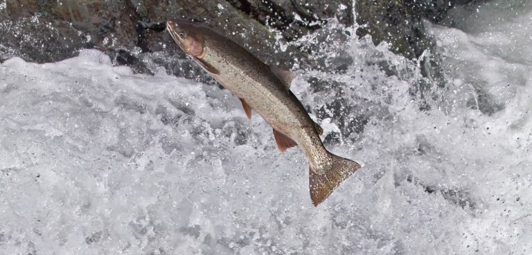 The New Plan is Many Plans: Driving a New WA Steelhead Strategy