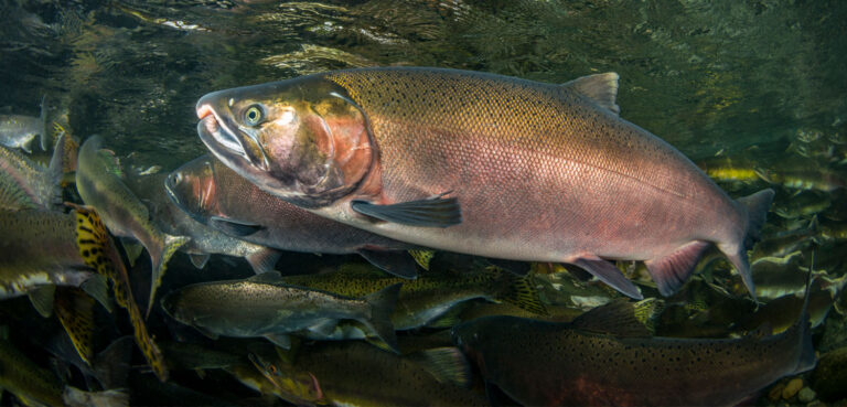 Forestry Board Moves to Protect Oregon Coho