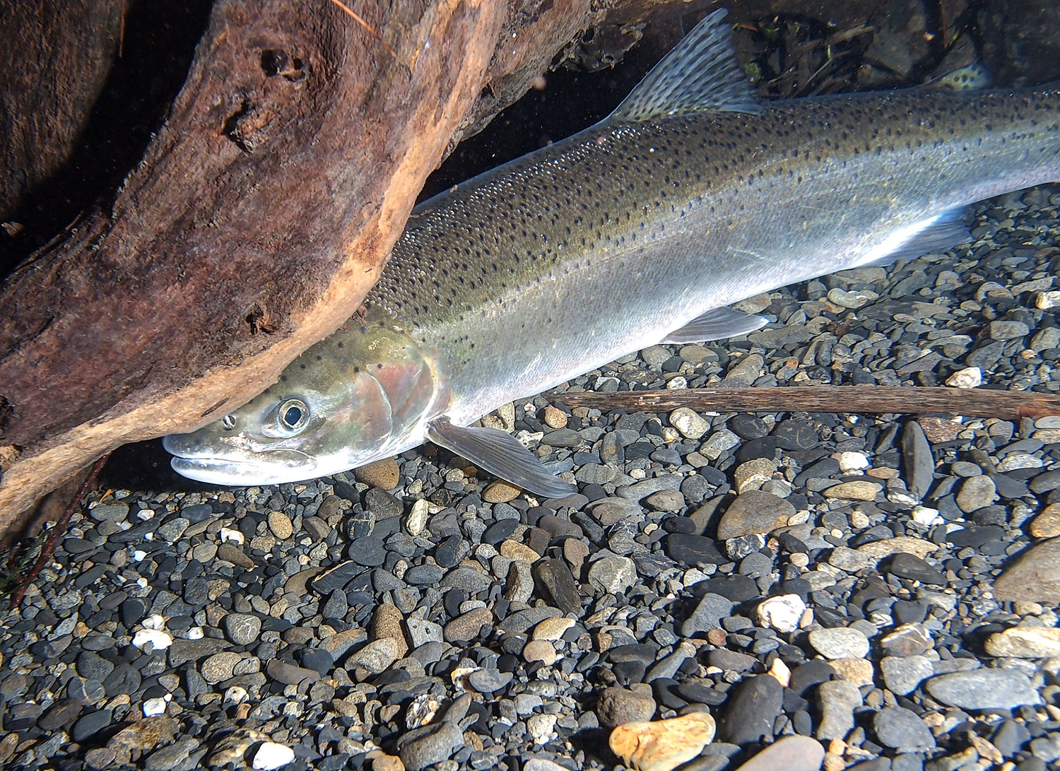 An Urgent Push for Washington Steelhead Science Wild Salmon Center