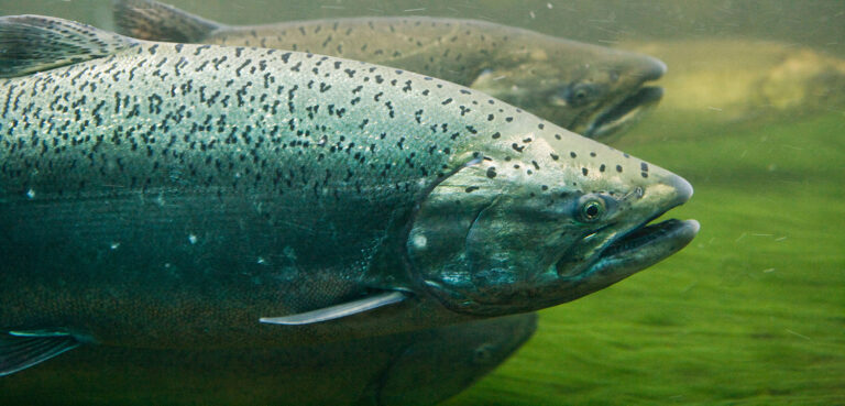 Stop the Chehalis Dam
