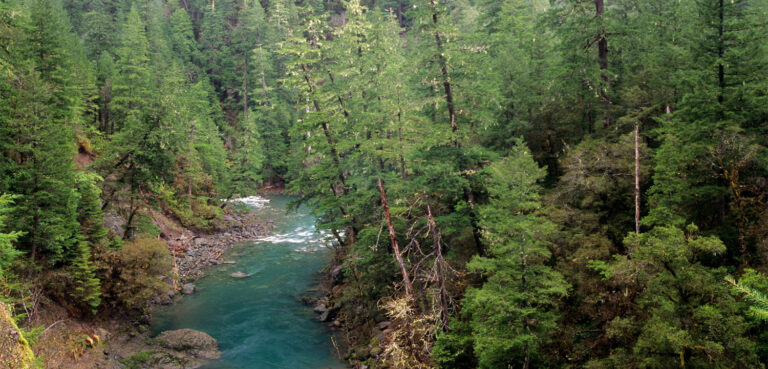 Oregon Timber Pact Holds Promise for Salmon