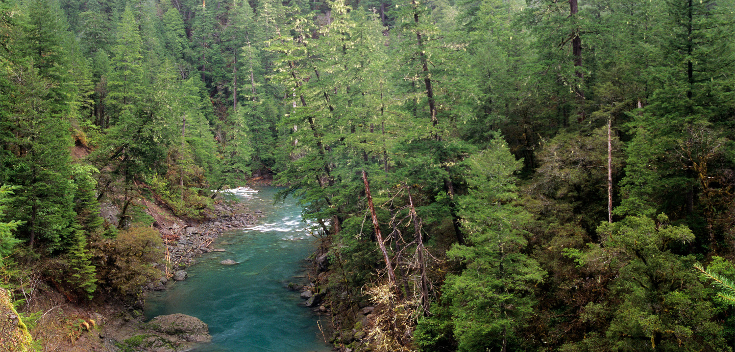 Oregon Timber Pact Holds Promise for Salmon - Wild Salmon Center