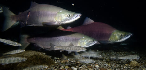 Pacific Salmon - Wild Salmon Center