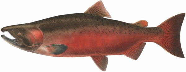 Chinook Salmon - Wild Salmon Center