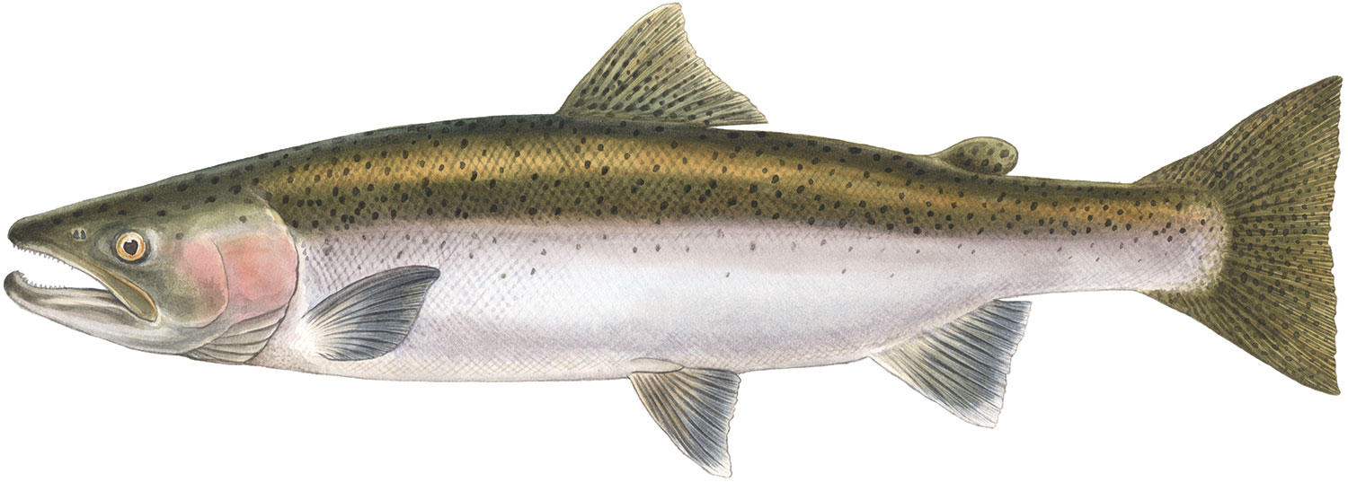 Steelhead Salmon