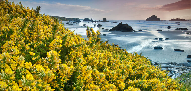 As Gorse Chokes Oregon, Salmon Fans Fight Back