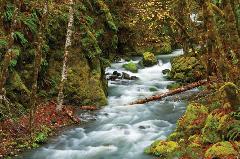 Oregon Forest Reform Bill Passes!