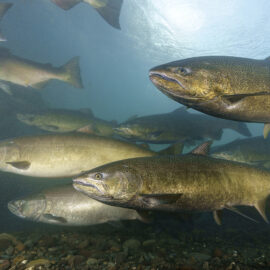 FAS Wild California King Salmon - Little Fish Company