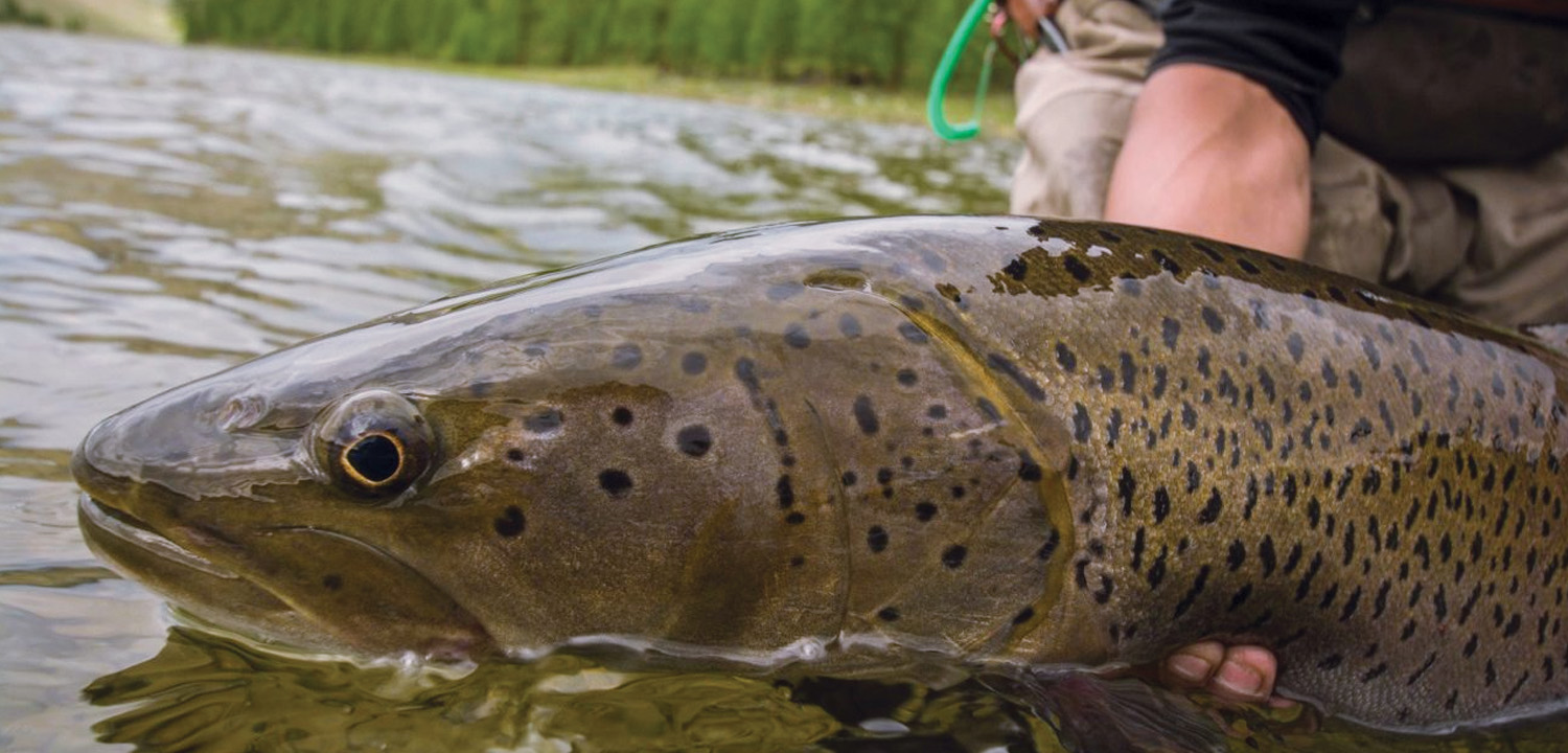 Romania International Predator Fishing