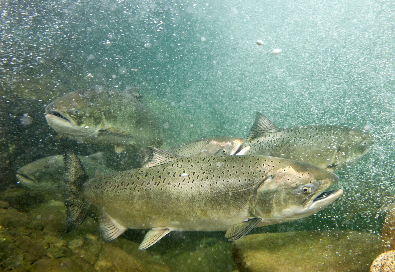 California - Wild Salmon Center